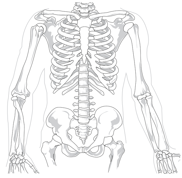 体の骨の画像