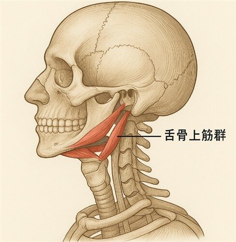 舌骨上筋群 